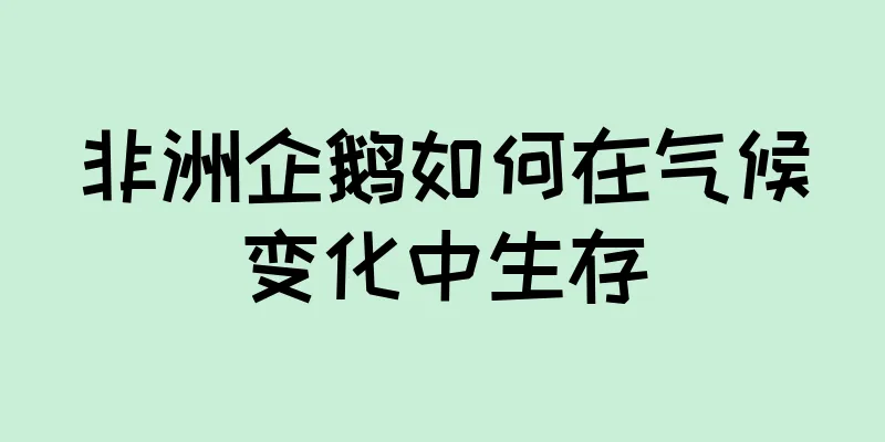 非洲企鹅如何在气候变化中生存
