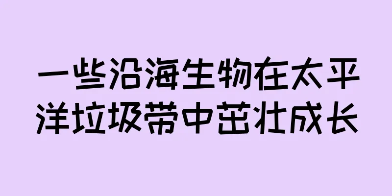 一些沿海生物在太平洋垃圾带中茁壮成长