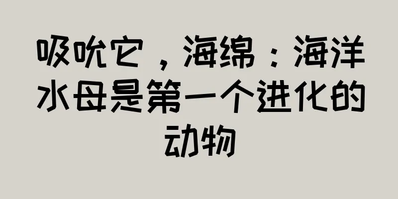 吸吮它，海绵：海洋水母是第一个进化的动物