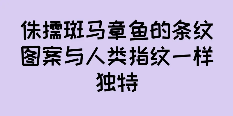 侏儒斑马章鱼的条纹图案与人类指纹一样独特