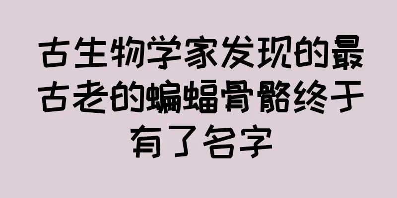 古生物学家发现的最古老的蝙蝠骨骼终于有了名字