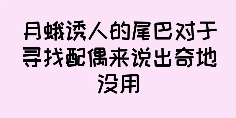 月蛾诱人的尾巴对于寻找配偶来说出奇地没用