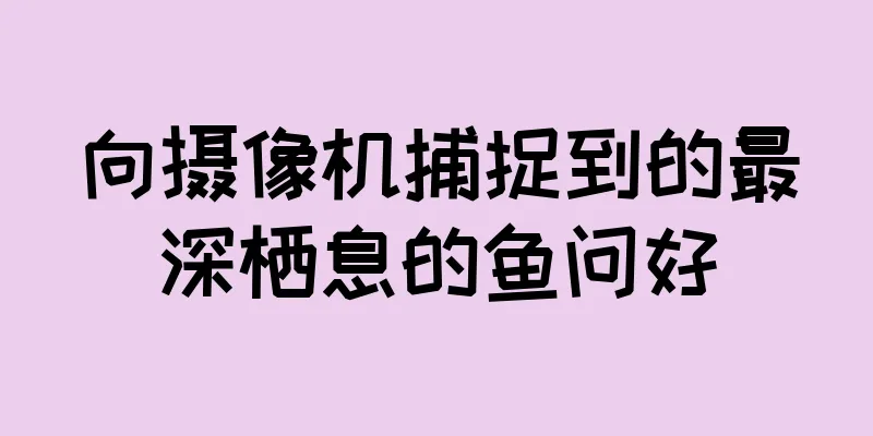 向摄像机捕捉到的最深栖息的鱼问好