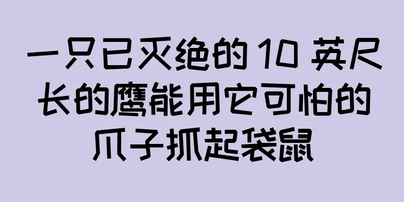一只已灭绝的 10 英尺长的鹰能用它可怕的爪子抓起袋鼠