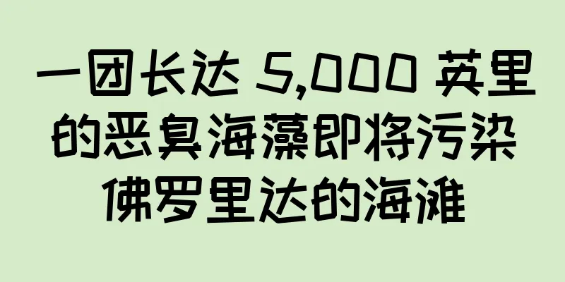 一团长达 5,000 英里的恶臭海藻即将污染佛罗里达的海滩