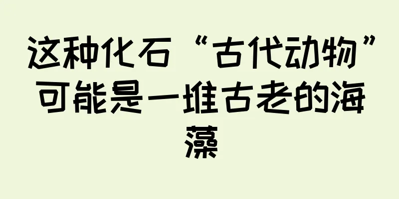 这种化石“古代动物”可能是一堆古老的海藻