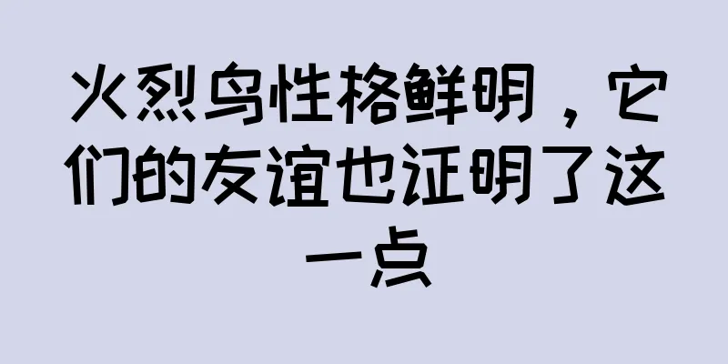 火烈鸟性格鲜明，它们的友谊也证明了这一点