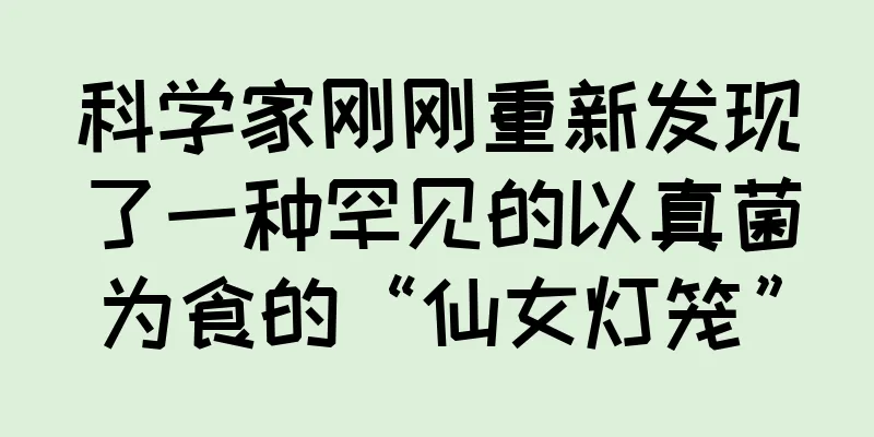 科学家刚刚重新发现了一种罕见的以真菌为食的“仙女灯笼”