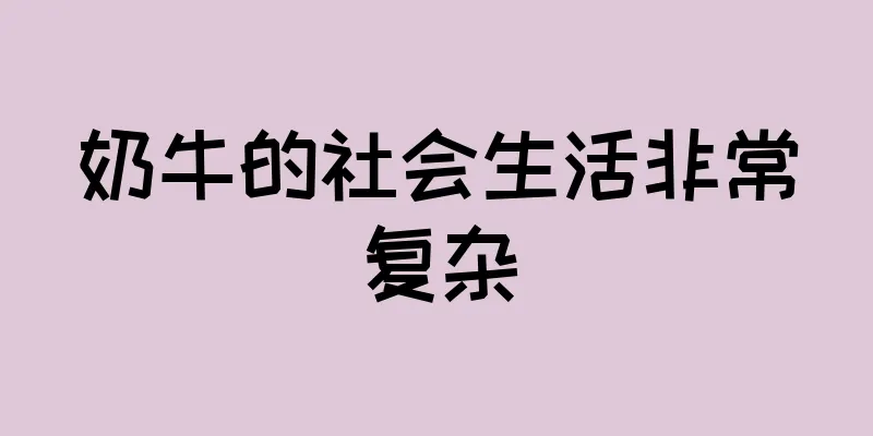 奶牛的社会生活非常复杂