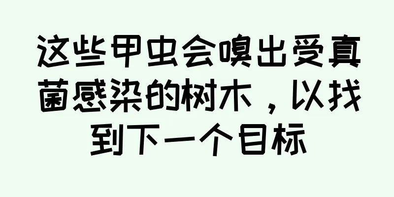 这些甲虫会嗅出受真菌感染的树木，以找到下一个目标