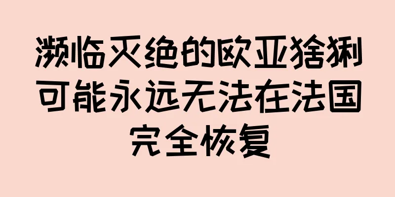 濒临灭绝的欧亚猞猁可能永远无法在法国完全恢复