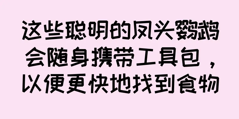 这些聪明的凤头鹦鹉会随身携带工具包，以便更快地找到食物