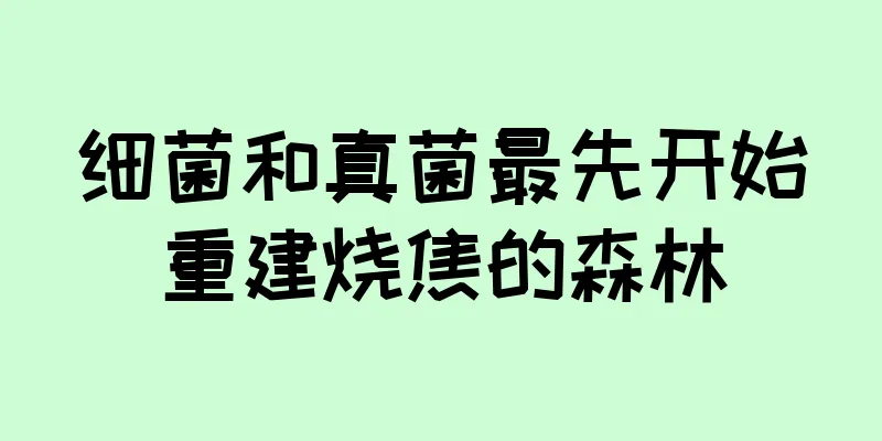 细菌和真菌最先开始重建烧焦的森林