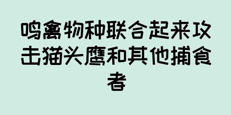 鸣禽物种联合起来攻击猫头鹰和其他捕食者