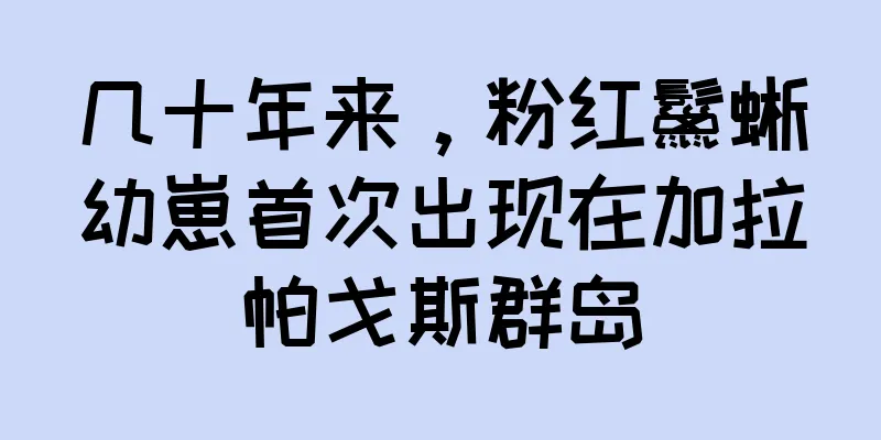 几十年来，粉红鬣蜥幼崽首次出现在加拉帕戈斯群岛
