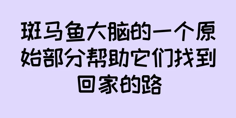 斑马鱼大脑的一个原始部分帮助它们找到回家的路