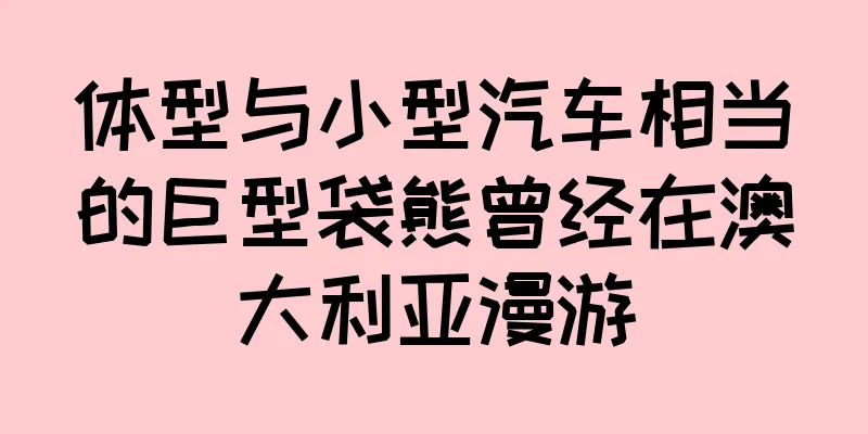 体型与小型汽车相当的巨型袋熊曾经在澳大利亚漫游