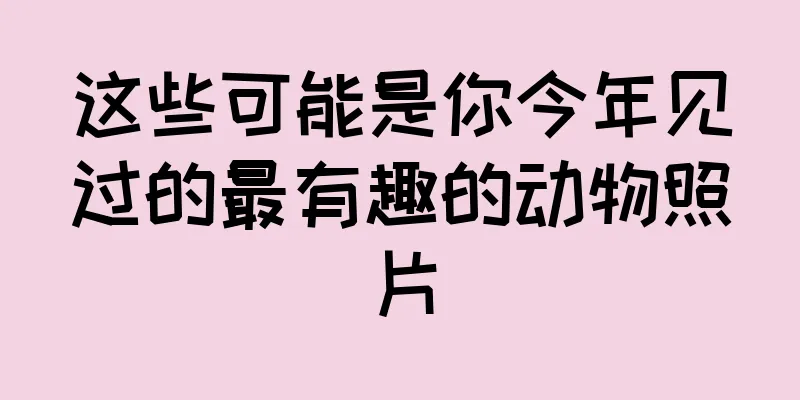 这些可能是你今年见过的最有趣的动物照片