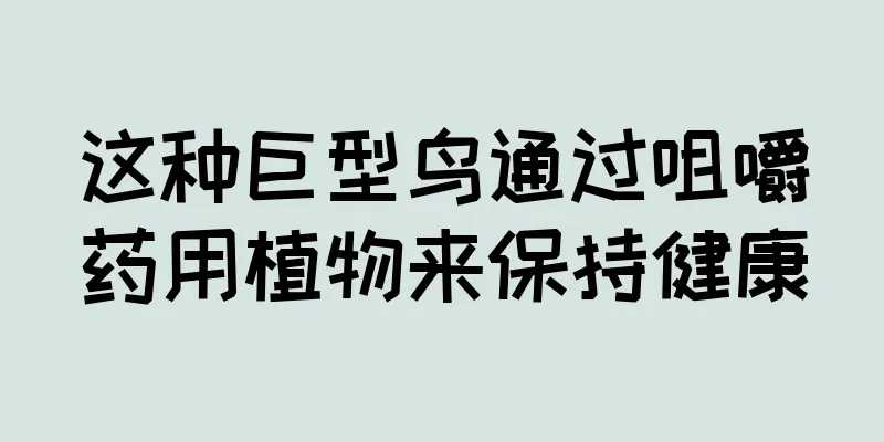 这种巨型鸟通过咀嚼药用植物来保持健康
