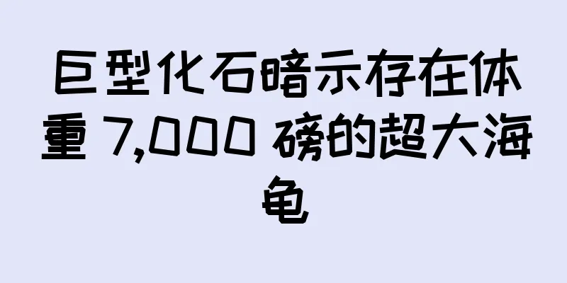 巨型化石暗示存在体重 7,000 磅的超大海龟
