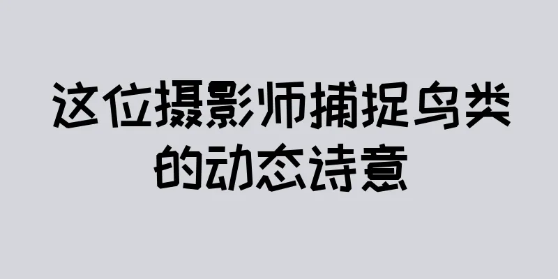 这位摄影师捕捉鸟类的动态诗意