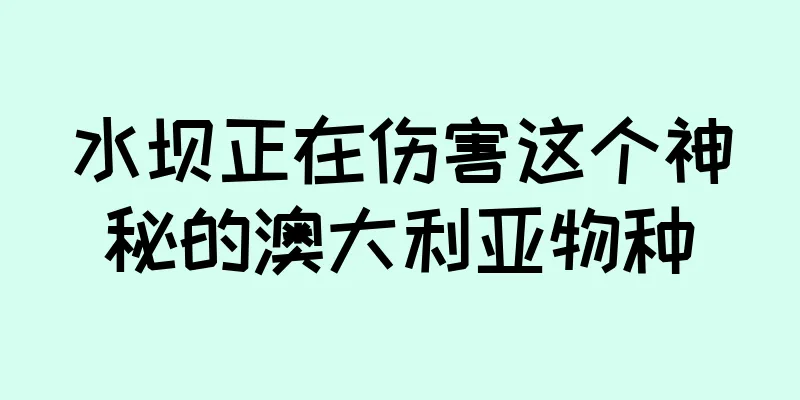 水坝正在伤害这个神秘的澳大利亚物种