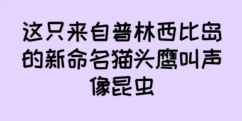 这只来自普林西比岛的新命名猫头鹰叫声像昆虫