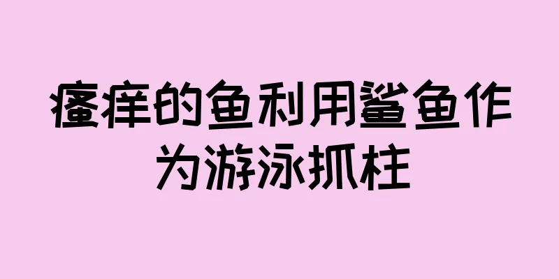 瘙痒的鱼利用鲨鱼作为游泳抓柱