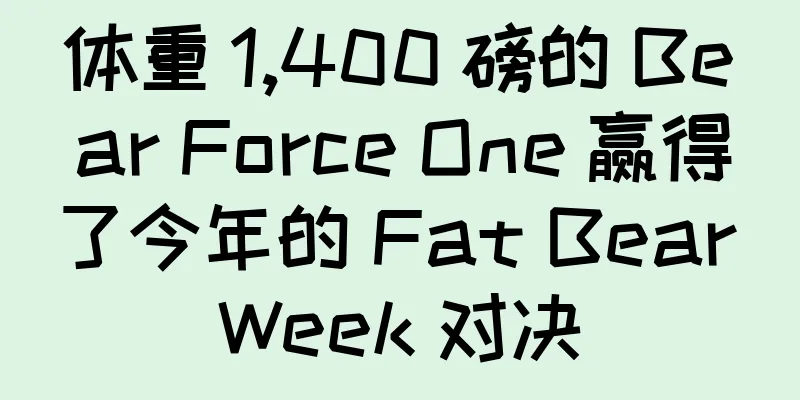 体重 1,400 磅的 Bear Force One 赢得了今年的 Fat Bear Week 对决