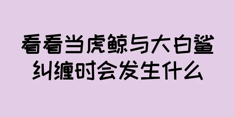 看看当虎鲸与大白鲨纠缠时会发生什么