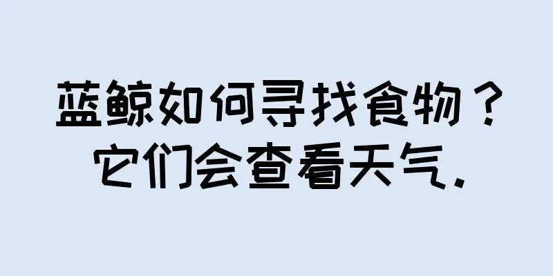蓝鲸如何寻找食物？它们会查看天气。
