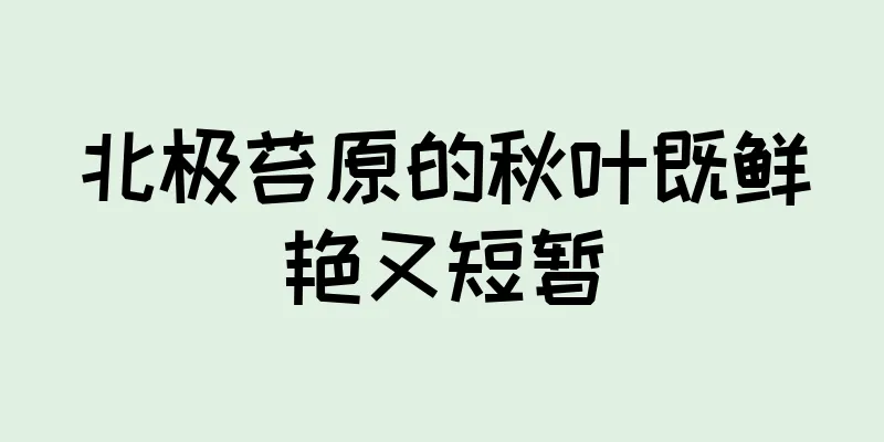 北极苔原的秋叶既鲜艳又短暂