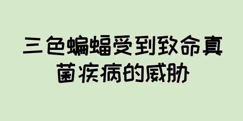三色蝙蝠受到致命真菌疾病的威胁