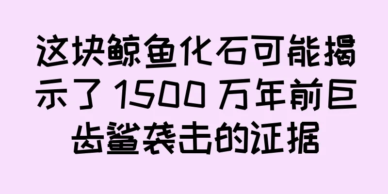 这块鲸鱼化石可能揭示了 1500 万年前巨齿鲨袭击的证据