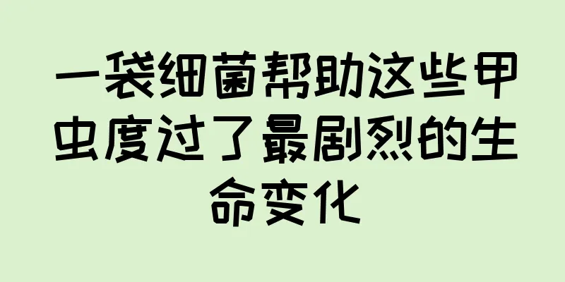 一袋细菌帮助这些甲虫度过了最剧烈的生命变化