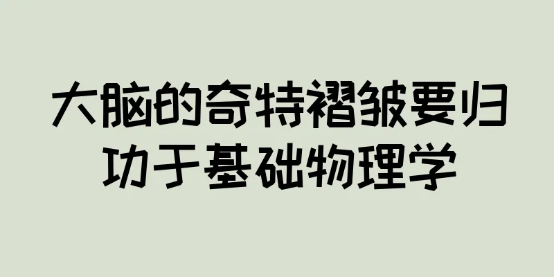 大脑的奇特褶皱要归功于基础物理学