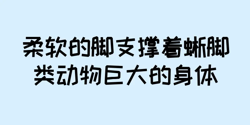 柔软的脚支撑着蜥脚类动物巨大的身体