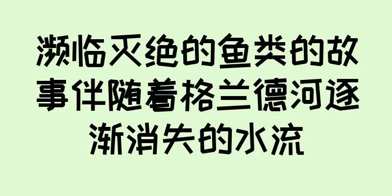 濒临灭绝的鱼类的故事伴随着格兰德河逐渐消失的水流