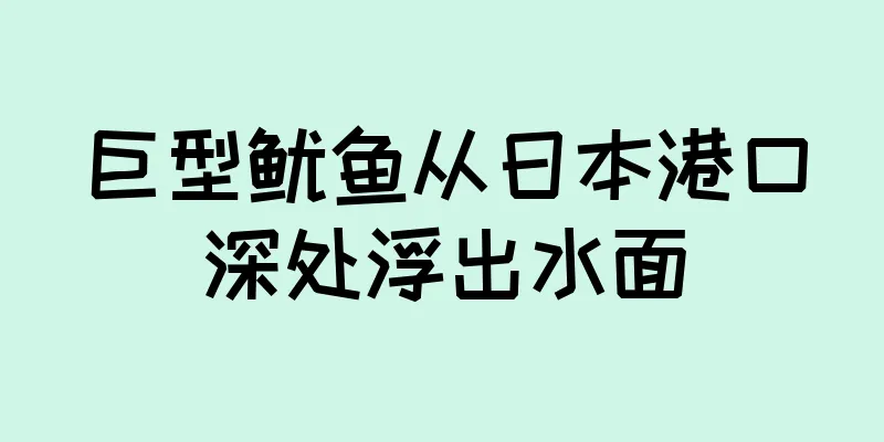 巨型鱿鱼从日本港口深处浮出水面