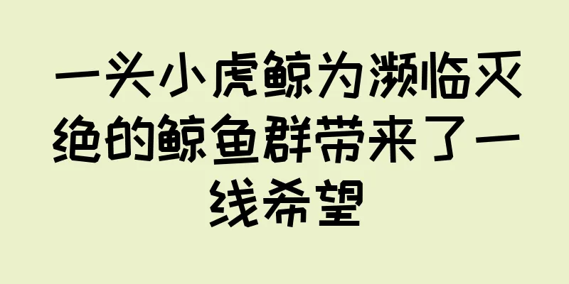 一头小虎鲸为濒临灭绝的鲸鱼群带来了一线希望