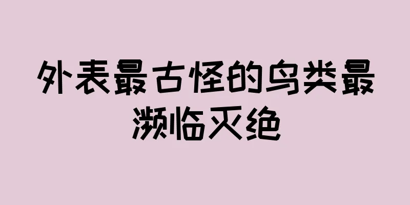 外表最古怪的鸟类最濒临灭绝