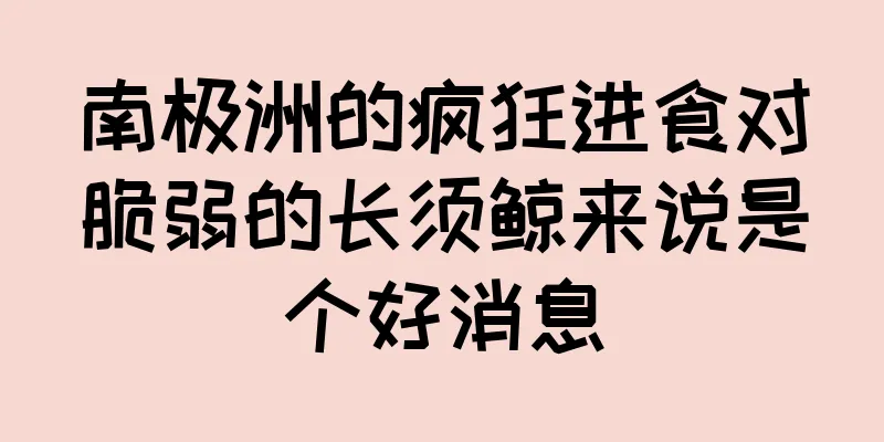 南极洲的疯狂进食对脆弱的长须鲸来说是个好消息