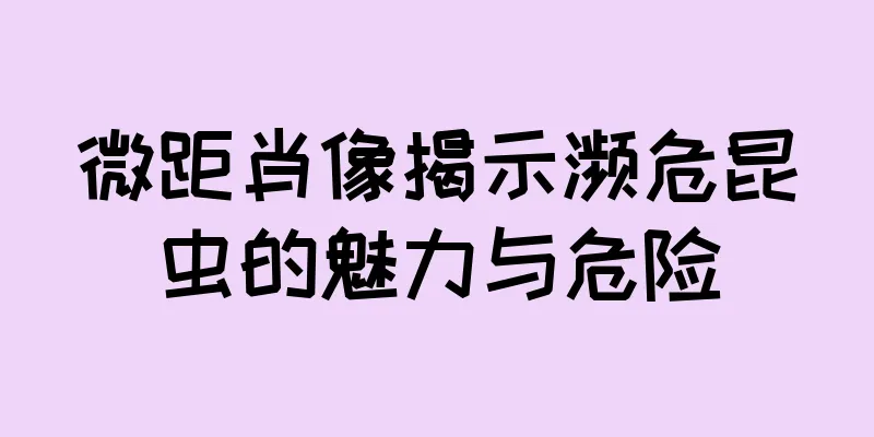 微距肖像揭示濒危昆虫的魅力与危险