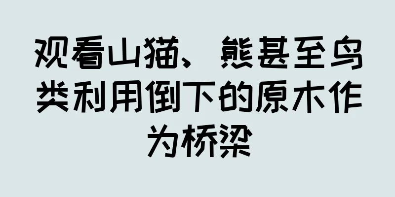 观看山猫、熊甚至鸟类利用倒下的原木作为桥梁