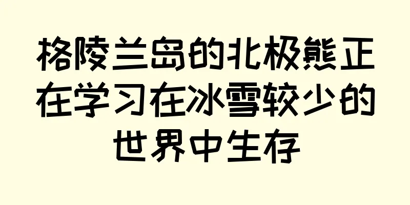 格陵兰岛的北极熊正在学习在冰雪较少的世界中生存