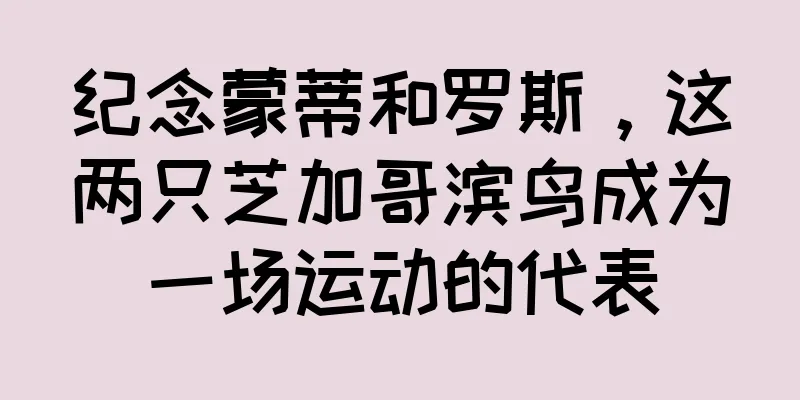 纪念蒙蒂和罗斯，这两只芝加哥滨鸟成为一场运动的代表