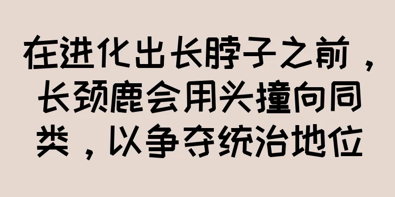 在进化出长脖子之前，长颈鹿会用头撞向同类，以争夺统治地位