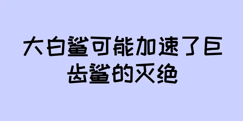 大白鲨可能加速了巨齿鲨的灭绝