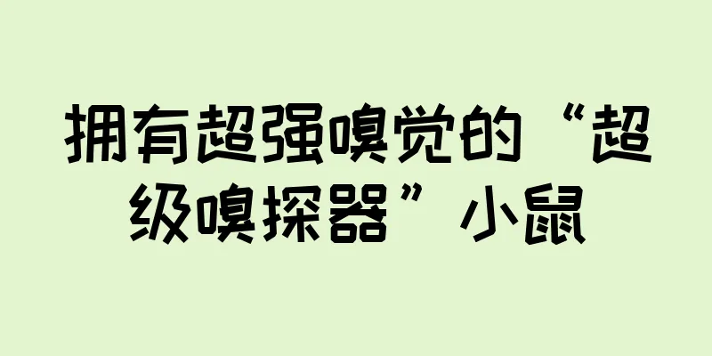 拥有超强嗅觉的“超级嗅探器”小鼠
