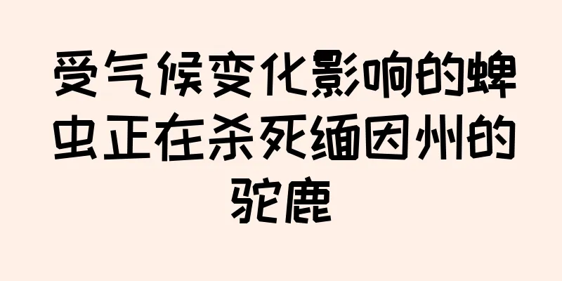 受气候变化影响的蜱虫正在杀死缅因州的驼鹿